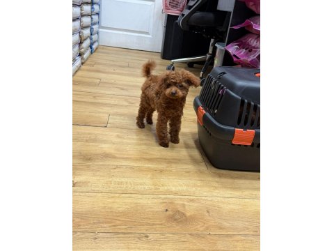 Micro Teddy Lekesiz Dişi Poodle