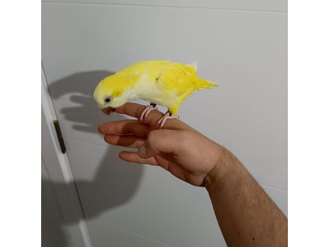 Monk Keşiş Papağanı Lutino Göz Mutasyon Sarı 2 Yaşında