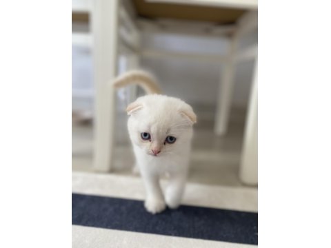 Scottish Fold Kediler