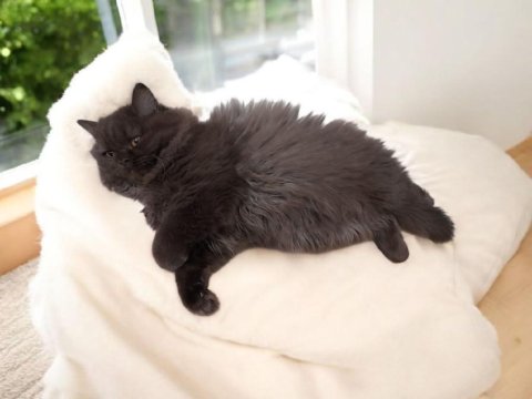 Çikolata Uzun Tüy Çok Özel Bir Yavru British Longhair