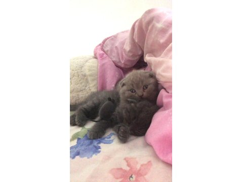Acil Scottish Fold Yavru Koyu Siyah