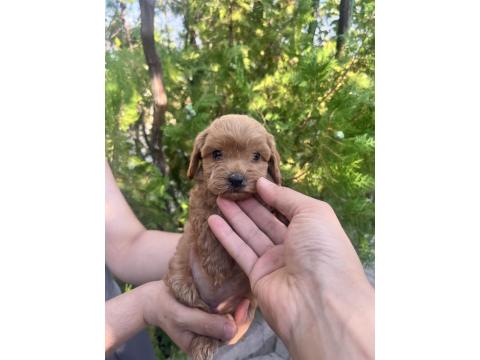 Sıfır Boy Maltipoo Yavrular