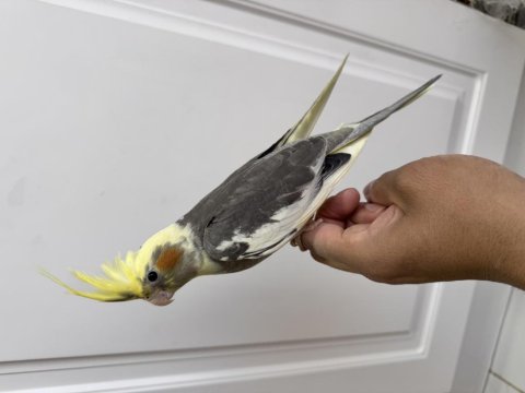 Sultan Papağanı Sahiplendirilecektir