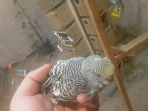 35 Günlük Yeni Yeme Düşmüş Muhabbet Kuşu Uyguna