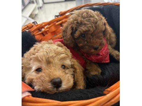 Safkan Toy Poodle Yavruları Ve Mikro Chipli Tüm Aşıları Tam