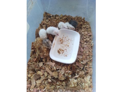 Bayrama Özel Hamster Kampanya