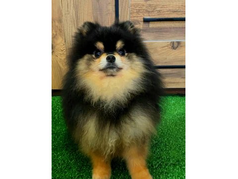 11 Aylık Teddy Bear Erkek Pomeranian