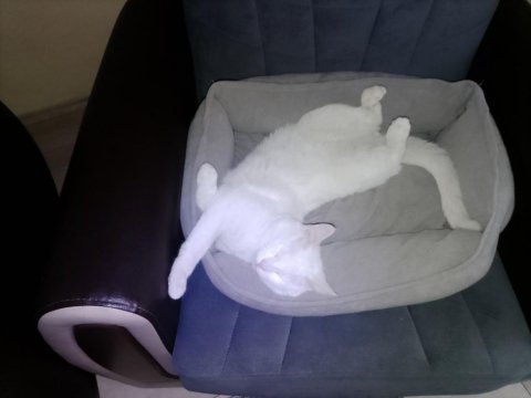 1 Yaşında Ankara Kedisi Ücretsiz Sahiplendirme Yapacağım