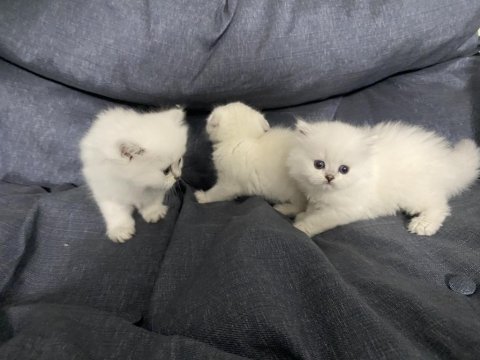 Scottish Fold 2 Dişi 1 Erkek