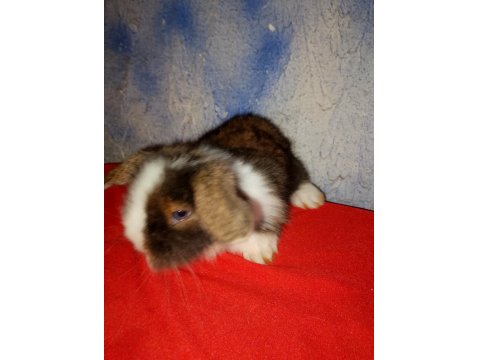 Teddy Lop Tavşan Yavrular Sütten Kesilmiştir