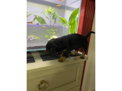 Dachshund Ve Maltipoo Melezi Yavru Bebek