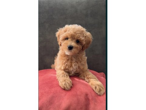 Tüy Dökmeyen Maltipoo Yavrularımız