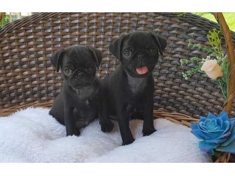 Irk Garantili Pug Yavruları