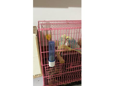 Yeme Düştü Sayılırlar Muhabbet Kuşu Yavrusu Gelen Alır