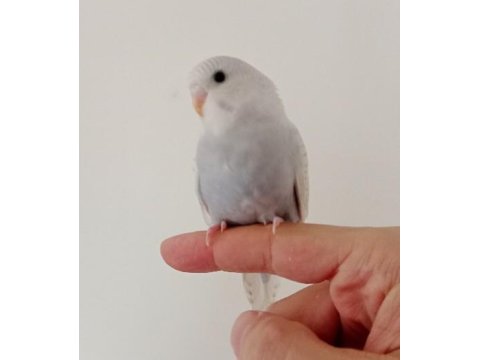 Yeme Düşmüş Muhabbet Kuşumuz