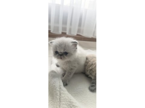 Safkan İran Kedisi Yavrularımız