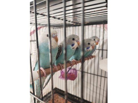 Yavru Muhabbet Kuşlar