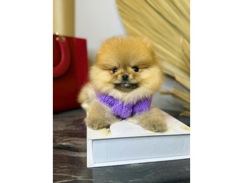Türkiye'nin En Seçkin Pomeranian Boo (Ayı Surat) Garantili Yavruları
