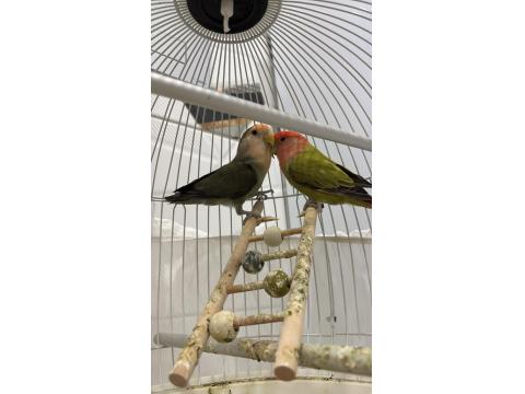 Sevda Papağanı Çift 2 Yaşında