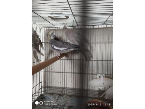 8 Adet Yavru Yeme Düşmüş Yavru Sultan Papağanı