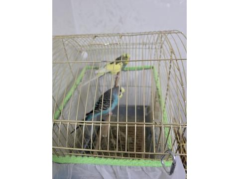 Uysal Eşli Muhabbet Kuşu