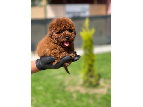 Ev Ortamında Doğup Büyüyen Toy Poodle Yavrularımız