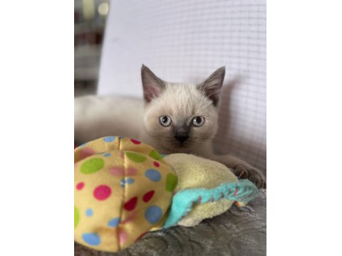 Acil Scottish Straight Yavru İlanı