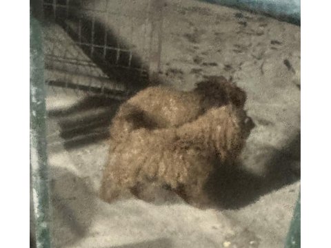 Red Brown Gebe Poodle