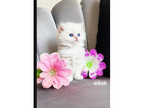 Maviş British Longhair Prens