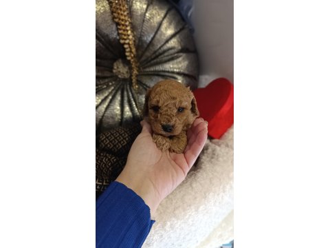 Dişi Ve Erkek Toy Poodle