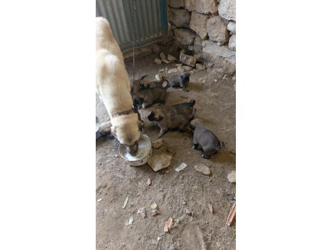 Sivas'ın Has Kangal Yavruları