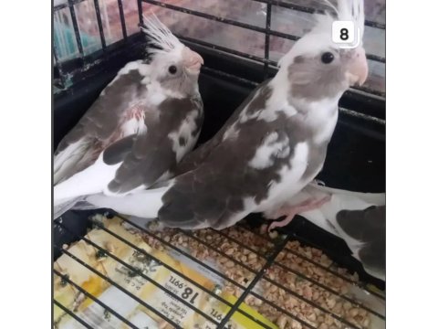 Çekmeköy Sultan Papağanı 2 Aylık