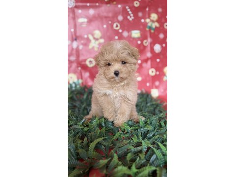 Tüy Yumağı Maltipoo