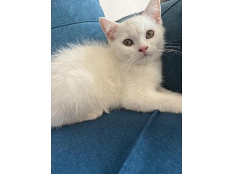 British Beyaz Erkek Kedimiz