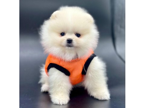 Safkan Pomeranian Boo Köpeklerimiz