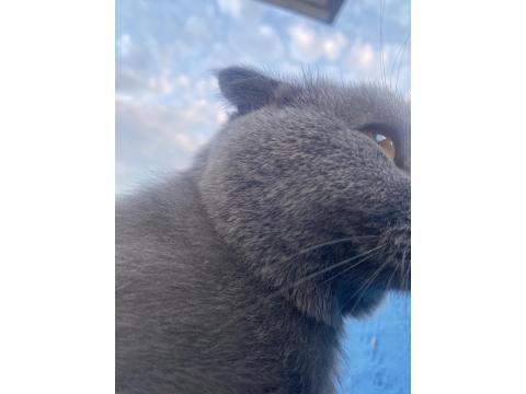 3 Tane Kedimiz Bir Anne Ve İki Yavru