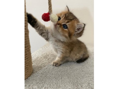 Yavru Golden British Shorthair