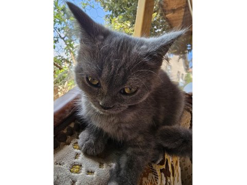 British Cins Kedimiz Ücretsiz Sahiplendirme