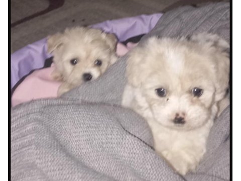 Sahiplendirilecek Terrier