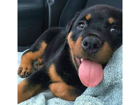 Sağlık Ve Irk Garantili Rottweiler Köpekler Mermi