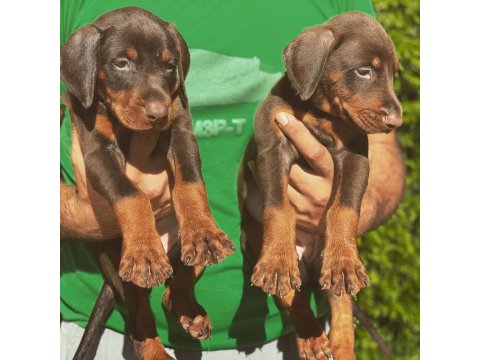A Kalite Doberman Köpeği Yavruları