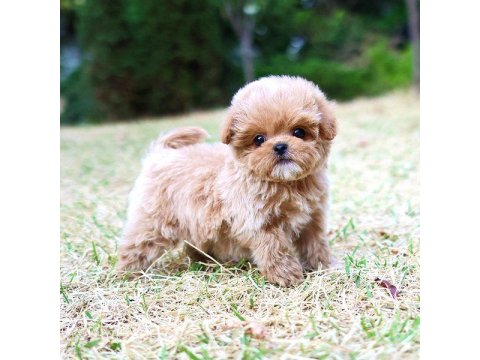 Maltipoo Cinsi Bebeklerim Korean