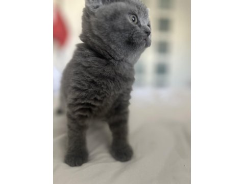 En Safkan Kediler Ömürlük Yuvasına Gidiyor!