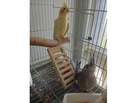 Dişi Sultan Papağanlar