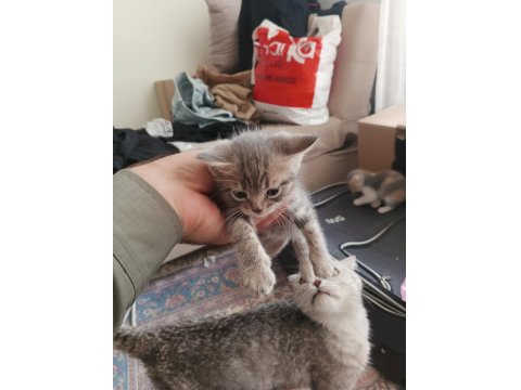 Yavru Kedilere Yuva Arıyoruz