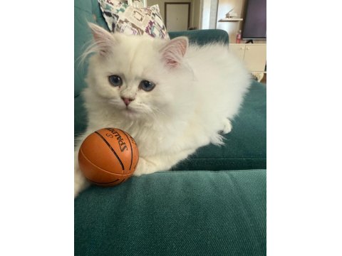 British Longhair Yavru Safkan