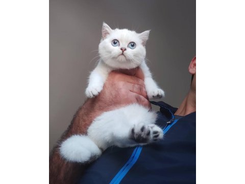 British Shorthair Kedisi Yavruları