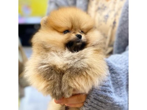 Ayı Surat Pomeranian Yavruları