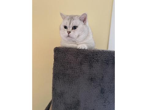 Ares'in Yavrusu Kedimiz