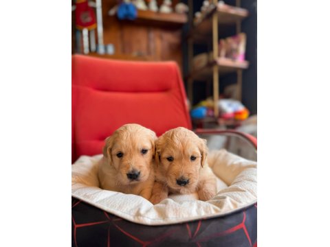 Golden Retriever Severler Için Minik Kalpler